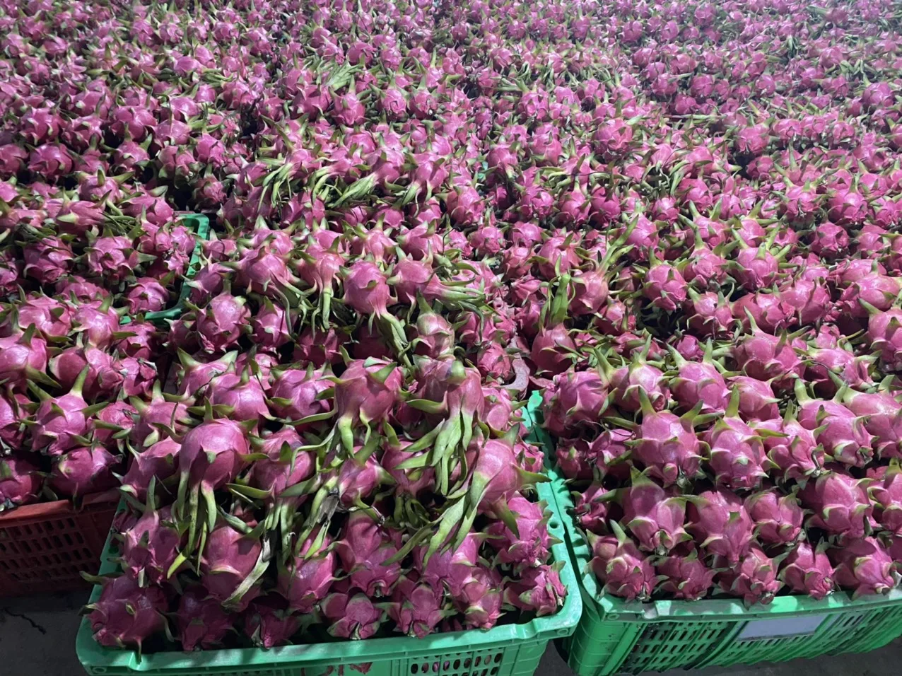 Sweet Taste Fresh Dragon Fruit From Vietnam With Standard Quality And