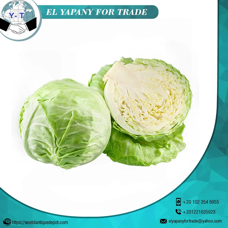 New Crop Fresh Vegetable Cabbage Available At Affordable Price Buy Whole Cabbage Fresh