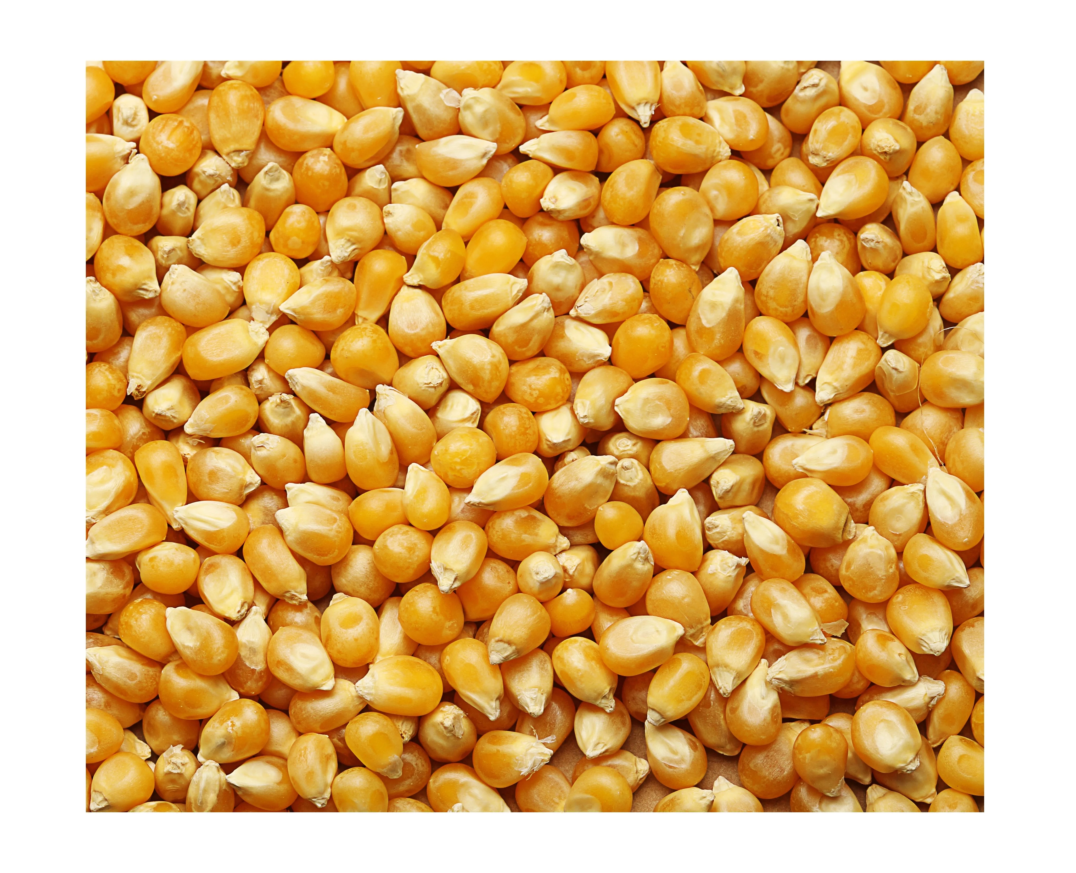 High Quality Yellow Sweet Corn For Animal Feed Supplier Maize Wholesale