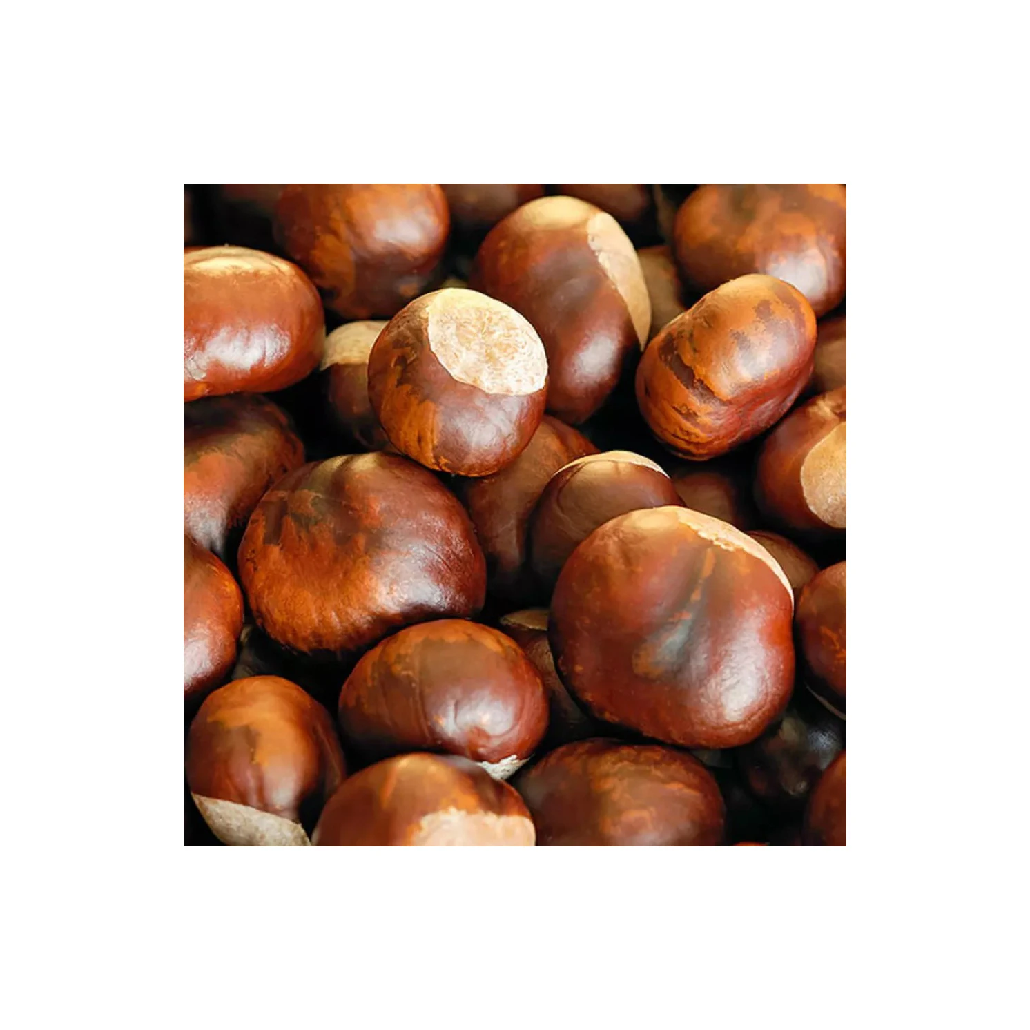 Fresh Chestnut For Roasted Chestnuts Not Chestnut Peeling Machine Buy