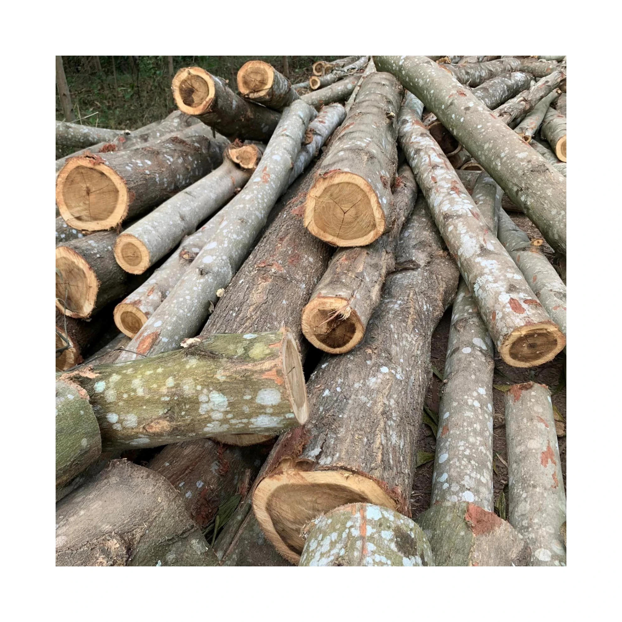 Source 2023 100% natural Solid Acacia wood logs for making pallet and  furniture High Quality Low Tax for sale Cheap Price on m.alibaba.com