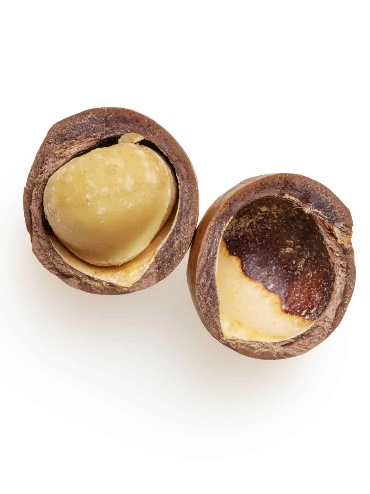 High Quality Organic Macadamia Nut in Shell Bulk Export Best Price for Roasted Dried Snack Use Certified Organic Cultivation