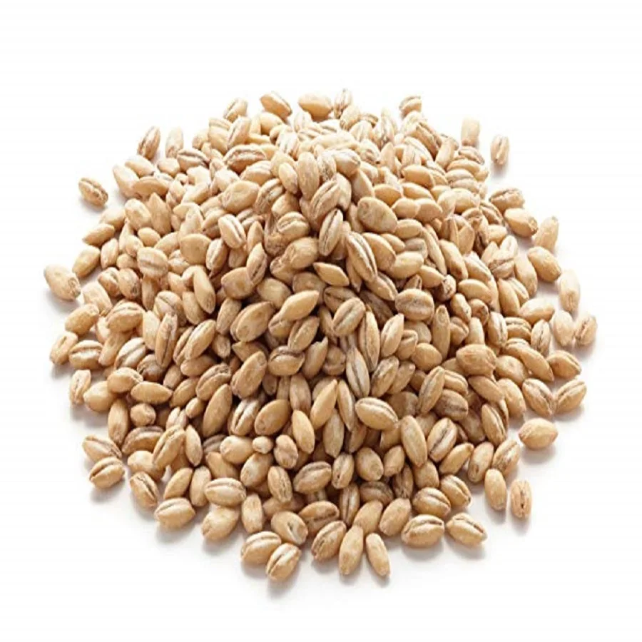 Barley9.jpg