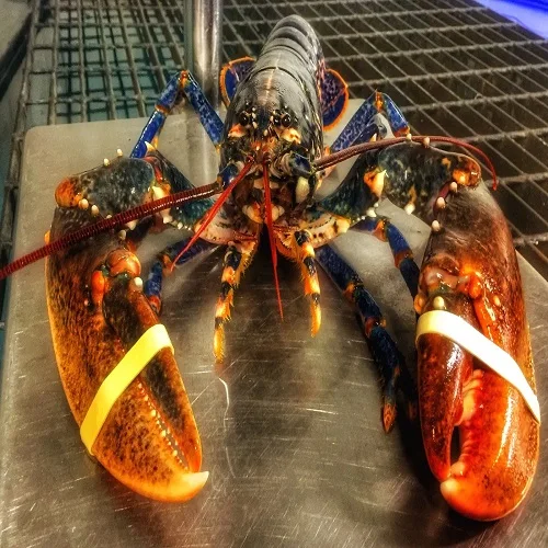 Frozen Lobster Tails / Fresh Live Lobsters / Frozen Whole Lobster - Buy ...