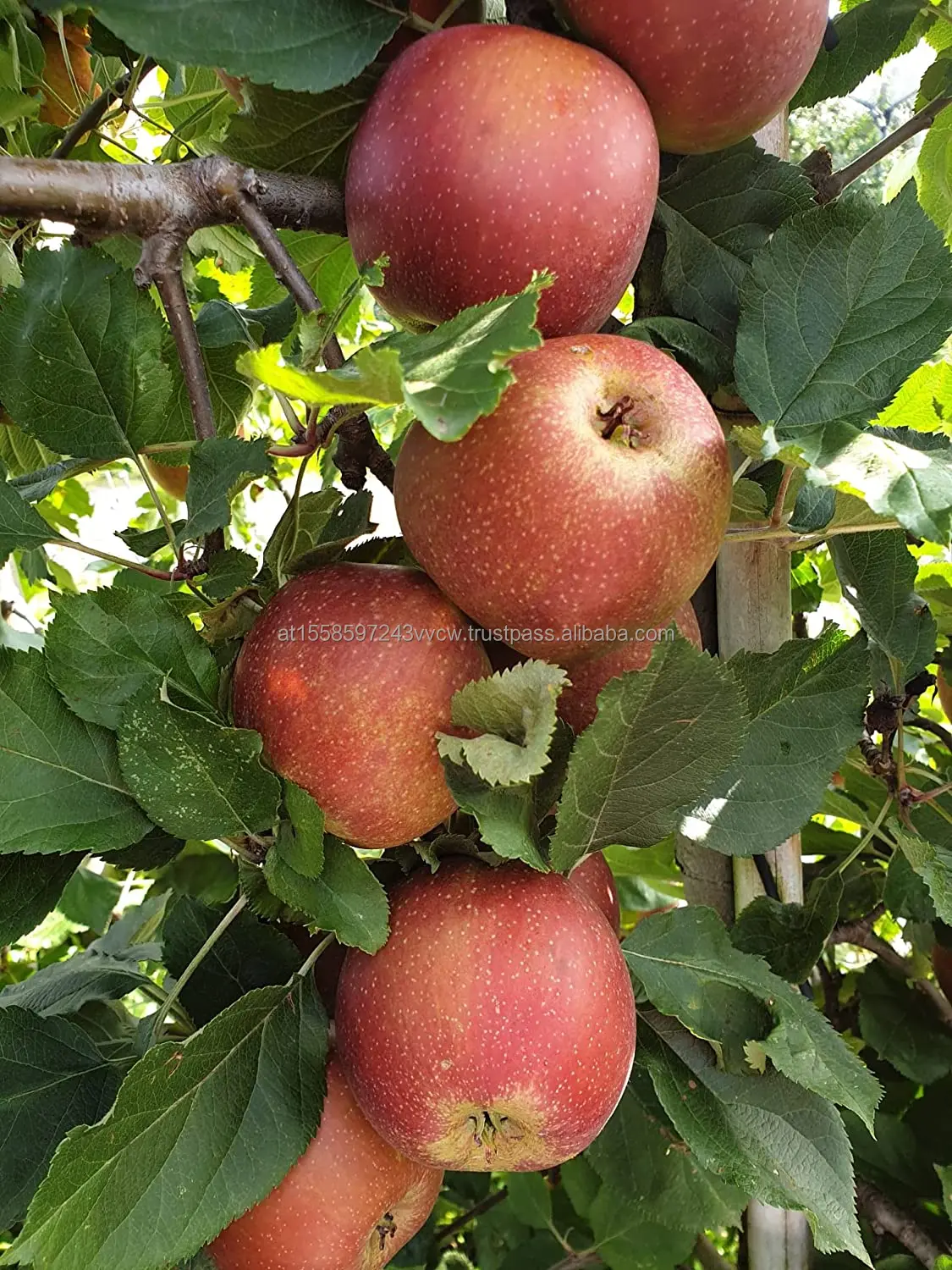 Fuji Apples 1.jpg