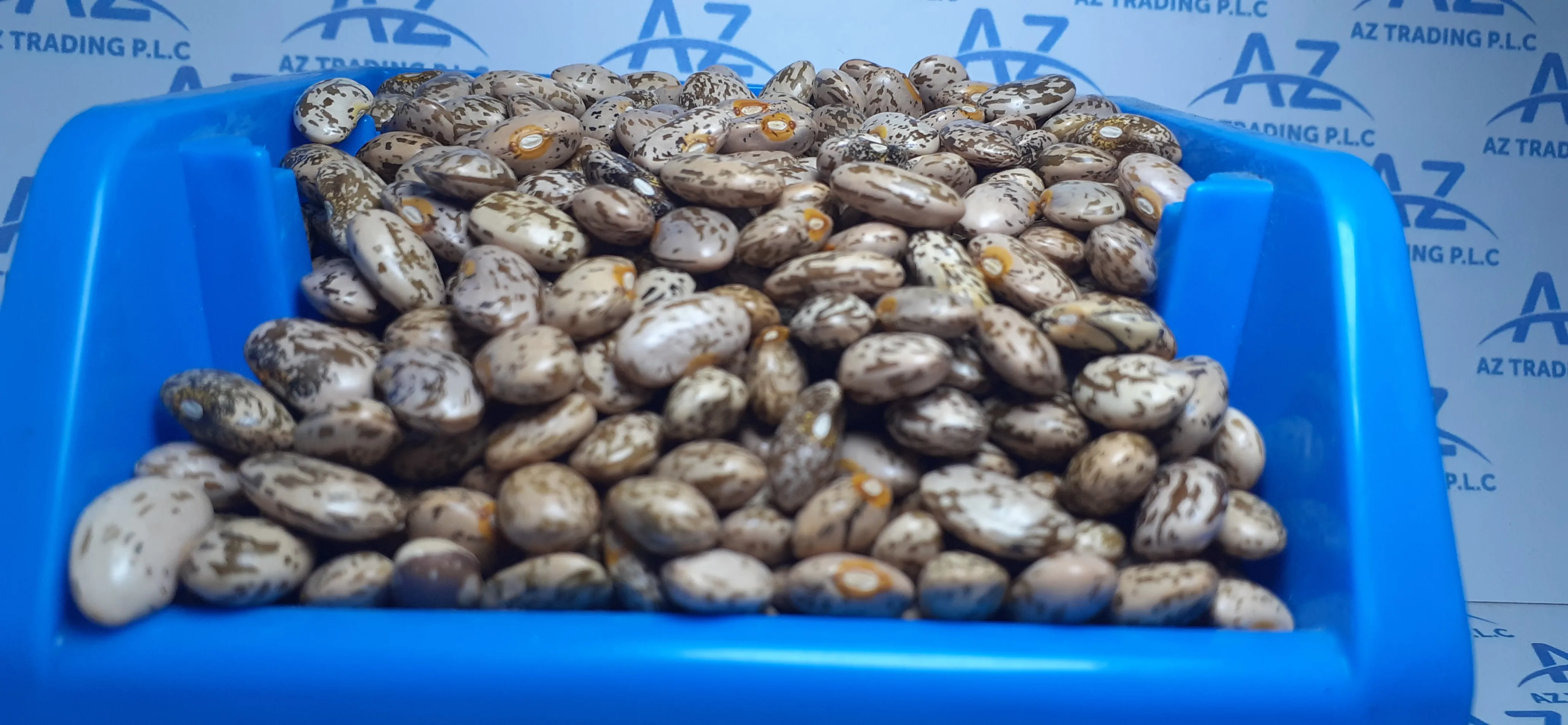 Fresh Style Common Cultivation 0.5 Broken Pinto Beans For Bulk