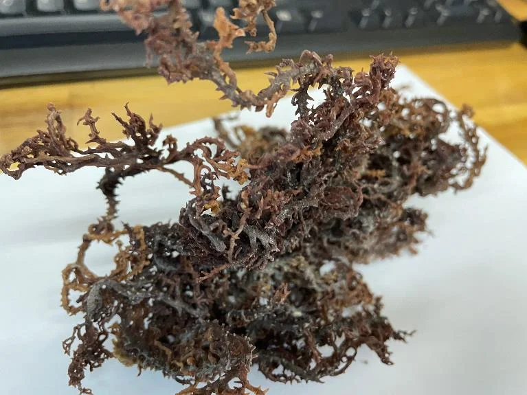 SEAWEED REPLACE GELATIN in FOOD/ RAW DRIED MARINE ALGAE for PRODUCING GUM GUMMY SNACK/ MARINE ALGAE USED AS CHEMICALS, MEDICINAL