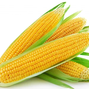 Premium Quality Fresh Dried Yellow Corn for Animal Feed Premium Yellow Maize Product
