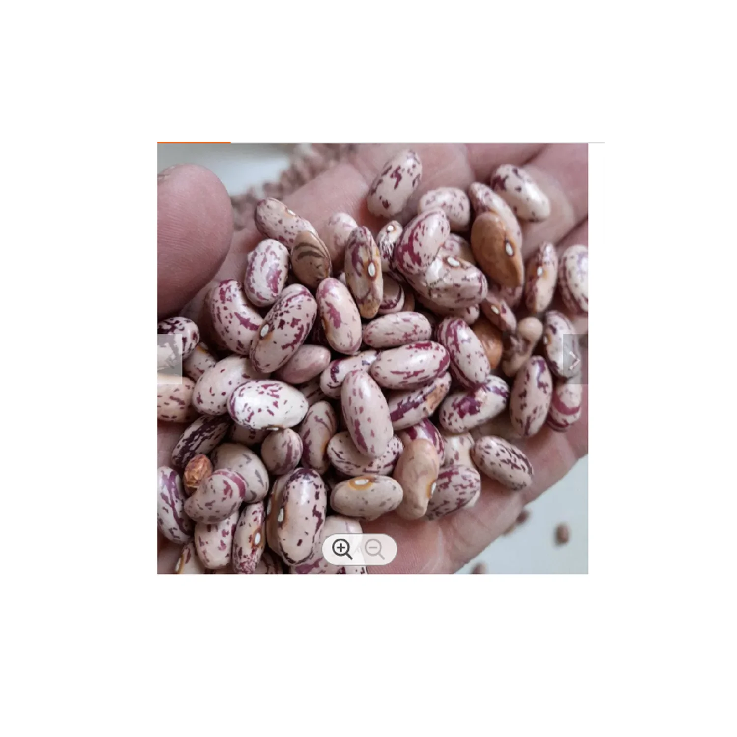 Light Speckled Dark Red Kidney Beans Dried Whole Organic Hand Picked Top Grade Bulk Pack