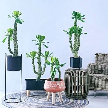 Wholesale Decorative Vintage Fake Cactus Succulent Bonsai Artificial Succulent Creative Home Decor With Succulent Plants DS111