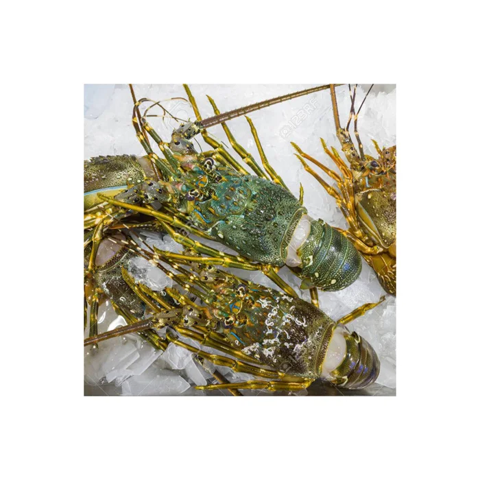 Frozen Style Packaging Lobster Lobsters / Frozen Lobster Tails For Sale