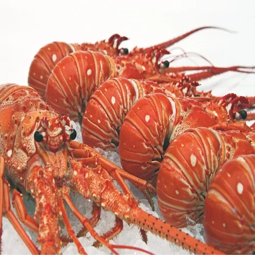 Live Canadian Lobster / Frozen Lobster - Buy Excellent Quality Fresh ...