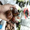 Noorina jasper