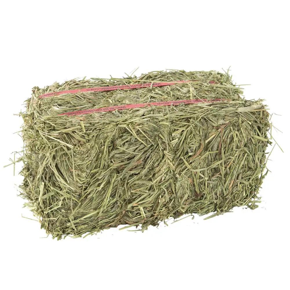 Сено люцерны в тюках. Сено люцерна пресс 110. Alfalfa hay. Тюкованное сено люцерны. Timothy hay.