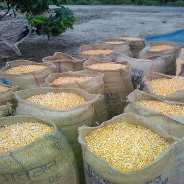 Yellow Maize,Dried Yellow Corn,Popcorn,White Corn Maize For Sale / Non
