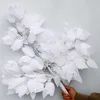 Single Stem White banyan tree branches