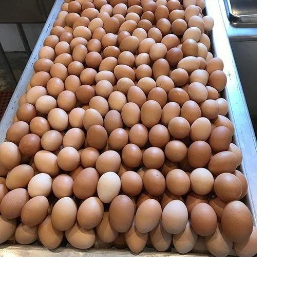 Fertilized Chicken Eggs/ Cobb 500 Broiler Chicken Eggs/fresh Cobb 700