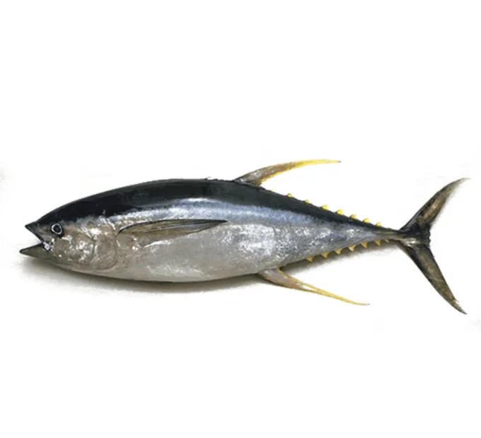 Wholesale Fresh Raw Material Tuna Fish Canned Seafood Canned Tuna