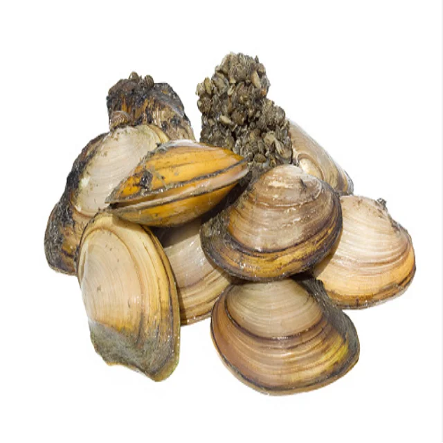 Fresh Frozen Zebra Mussels Dried Seafood Shellfish Wholesale Shellless Green Shell Mussel Meat