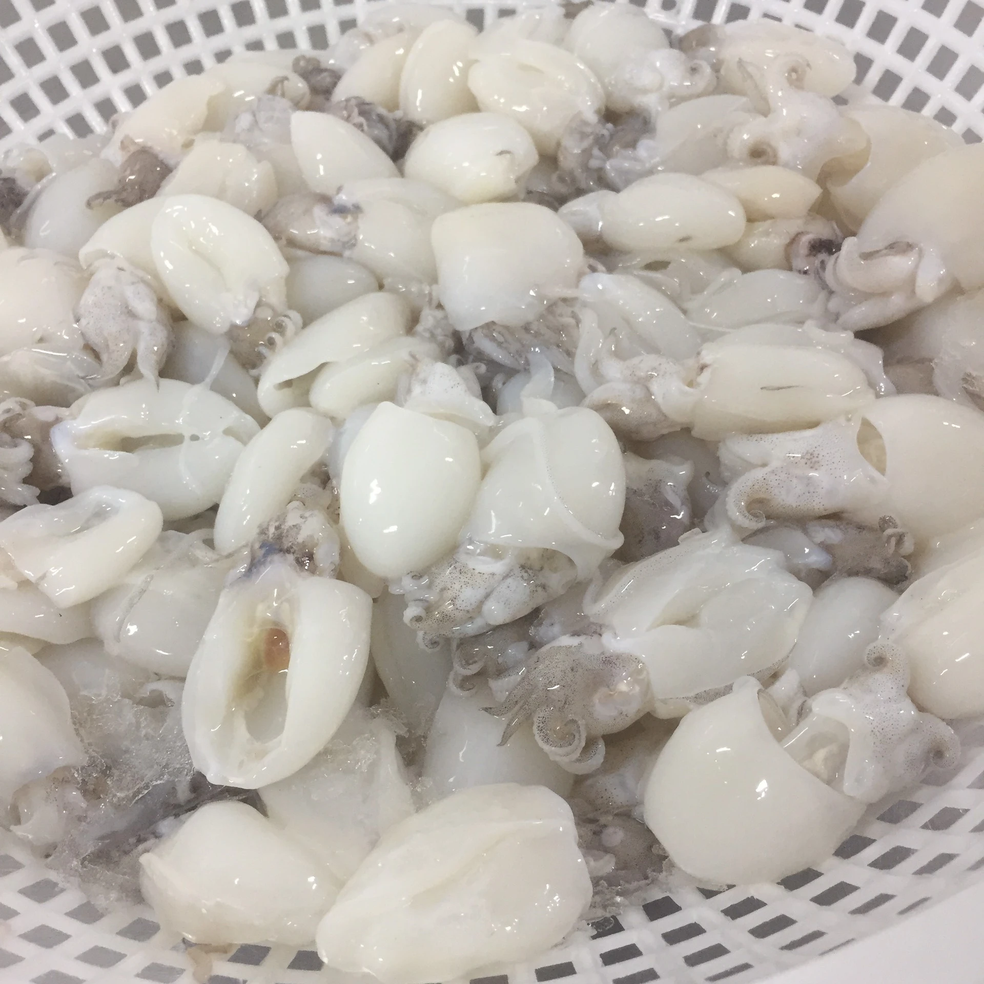 Вакуумная упаковка для замороженных морепродуктов самые продаваемые продукты IQF питательные приготовление каракатиц + 84792840198