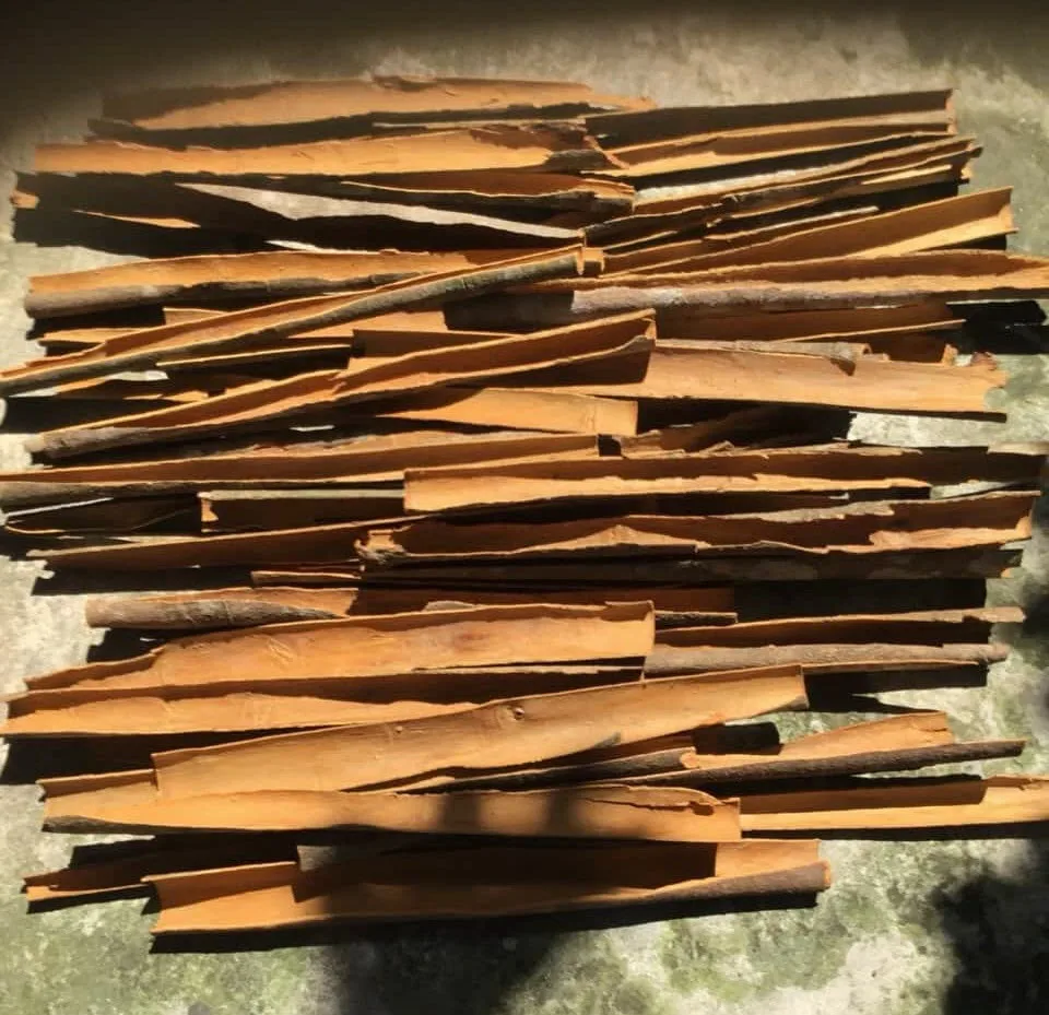 BEST PRICE SPLIT CINNAMON Made in Vietnam with High Quality // Good Quality From Vietnam // Ms. Beatrix