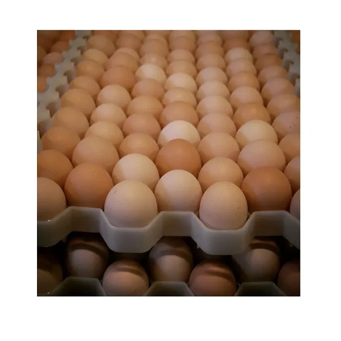 Fresh Chicken Table Eggs Fertilized Hatching Chicken Eggs,White And