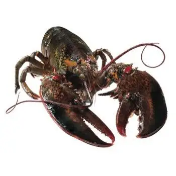 Live Lobster,Spiny Lobster,Frozen Lobster Tail Available In Stock - Buy ...