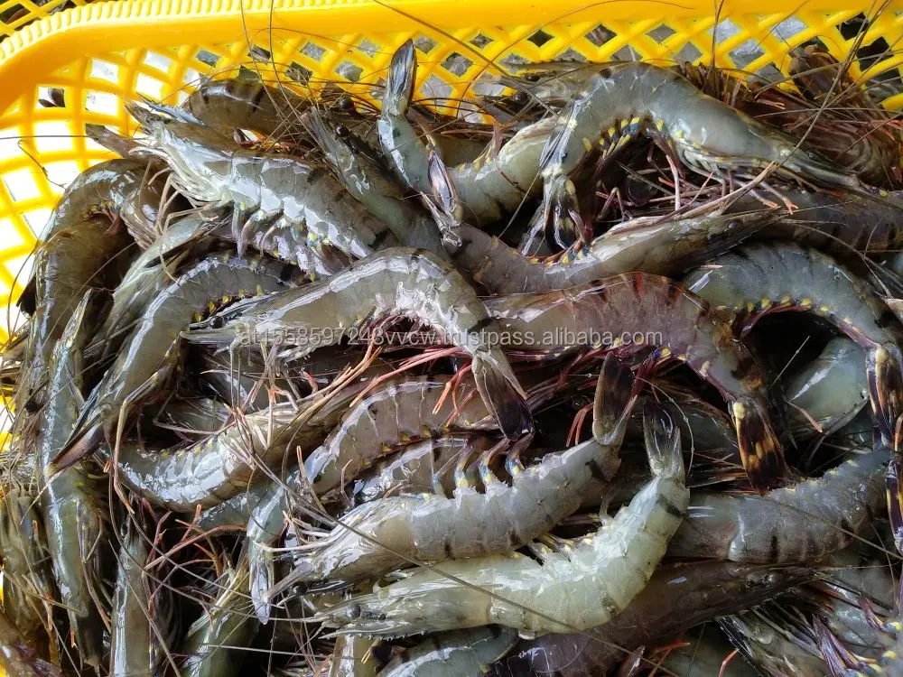 black tiger shrimp.jpg