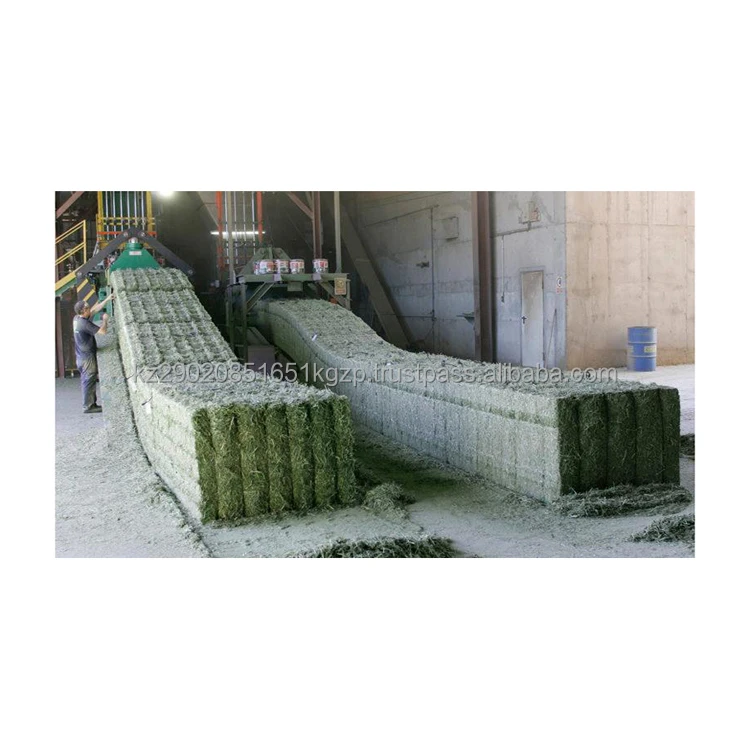 Alfalfa For Feeding Animals For Cattle And Other Farm Animals Great