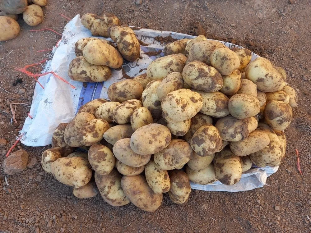 Свежий тайский картофель свежий ирландский французский