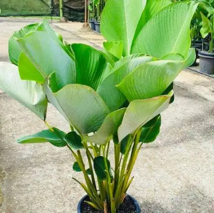 calathea tobacco Lutea (Cigar Plant) though you should avoid placing in direct sunlight to prevent leaf discoloration and sunburn Calathea Lutea | Cuban Cigar