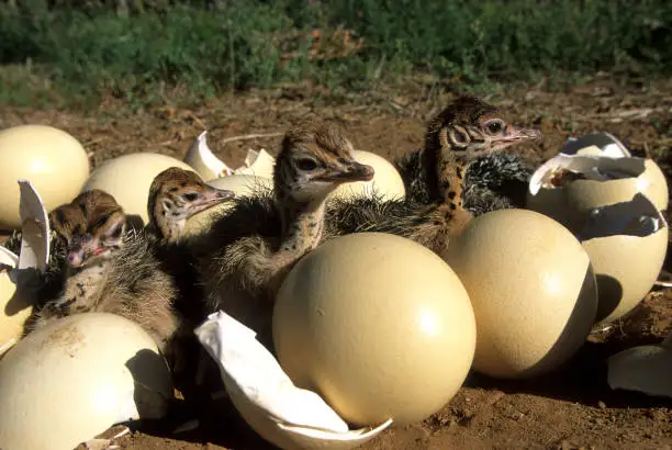 Good Fertile Ostrich Eggs And Chicks For Sale Buy Fresh Fertile Ostrich Eggs For Sale Ostrich