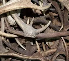 red deer antlers,4.jpg