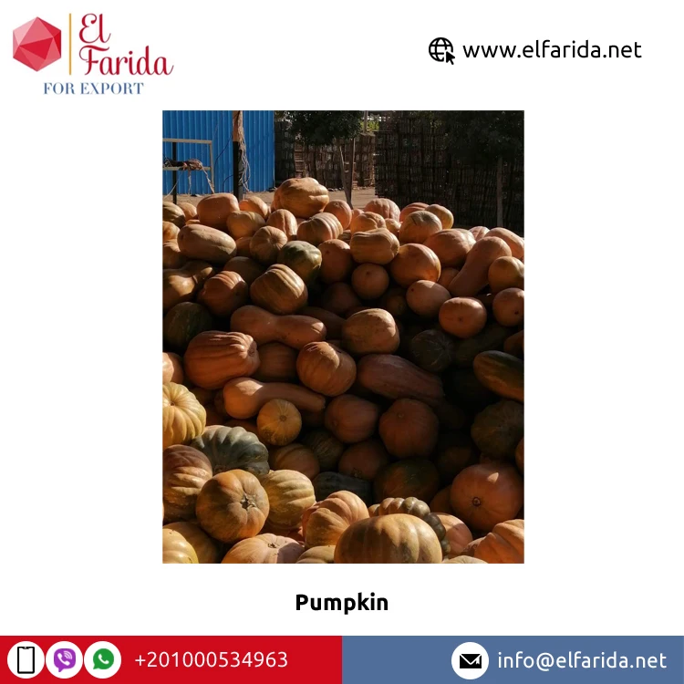 Fresh pumpkin quality mature in 2021