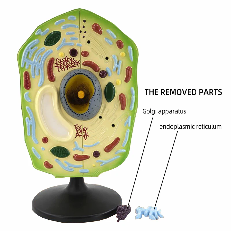 product teaching resources medical science plant cell model-5