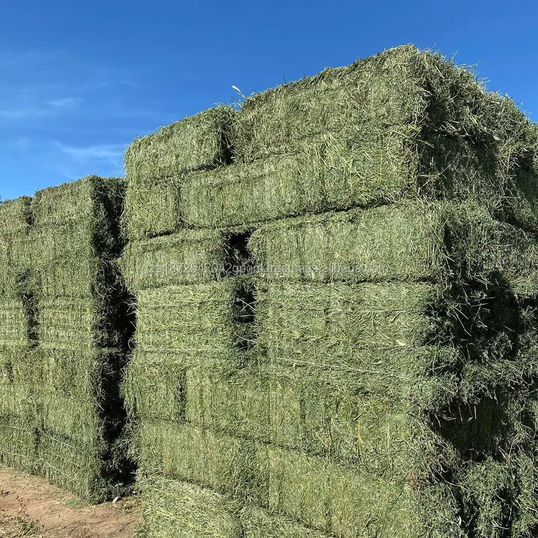 Alfalfa For Feeding Animals For Cattle And Other Farm Animals Great 