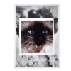 Cat face 5