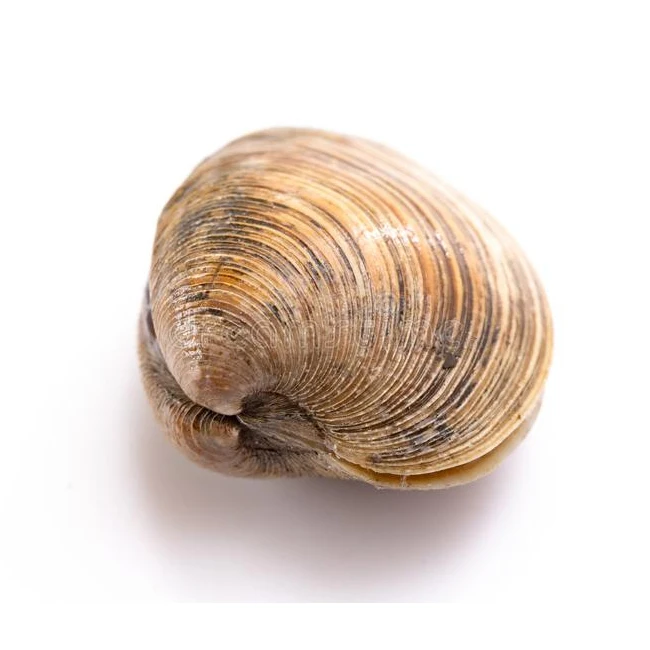 Fresh Frozen Clams Made In Vietnam 500g; 800g; 1000g; 1200g Bag Buy