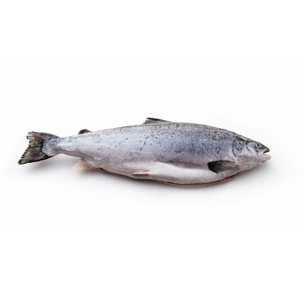 Salmon Fish Frozen Fillet Fresh And Frozen Atlantic Salmon Fish/whole