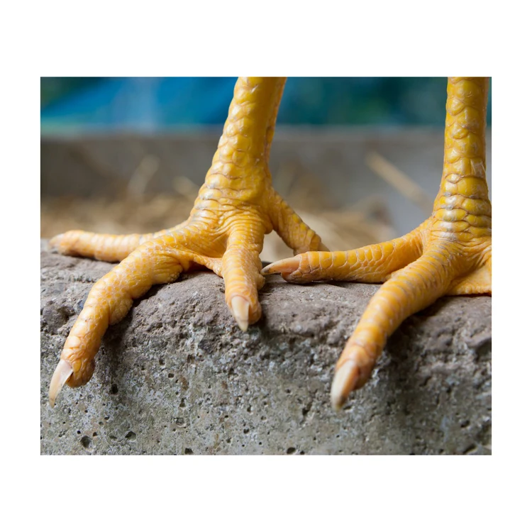 EXPORT GRADE HALAL FROZEN WHOLE CHICKEN FEET CHICKEN PAW Frozen Chicken Paws for Sale 100% Fresh Certification