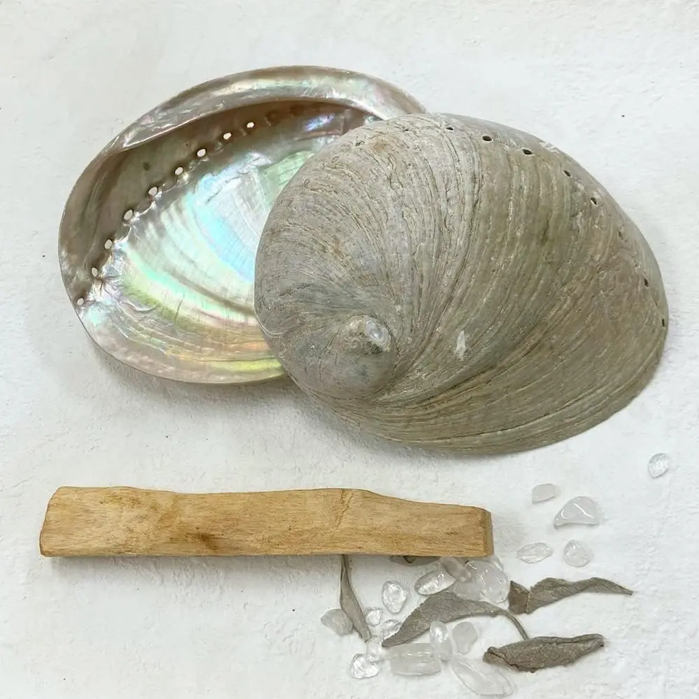 Lowest Price Abalone Sea Shells Large Seashells New Zealand Paua Shell From Vietnam Factory for Sage Smudge Kits