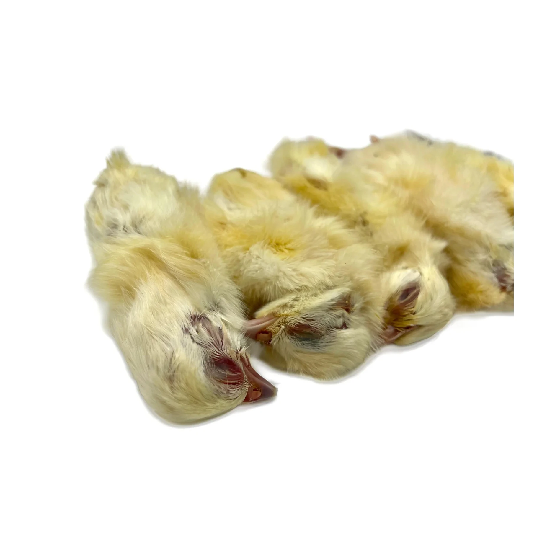 Fresh and Nutrient-Packed Frozen Chicks Suitable for Wildlife and Avian ...