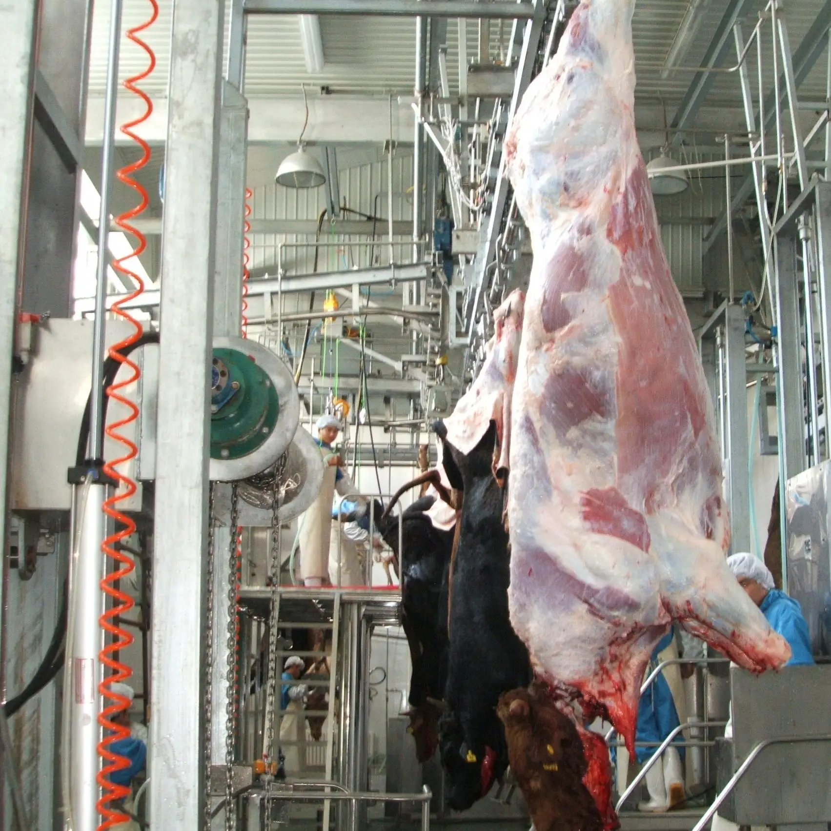 Integrated cattle slaughtering machine for beef production lines and slaughterhouses