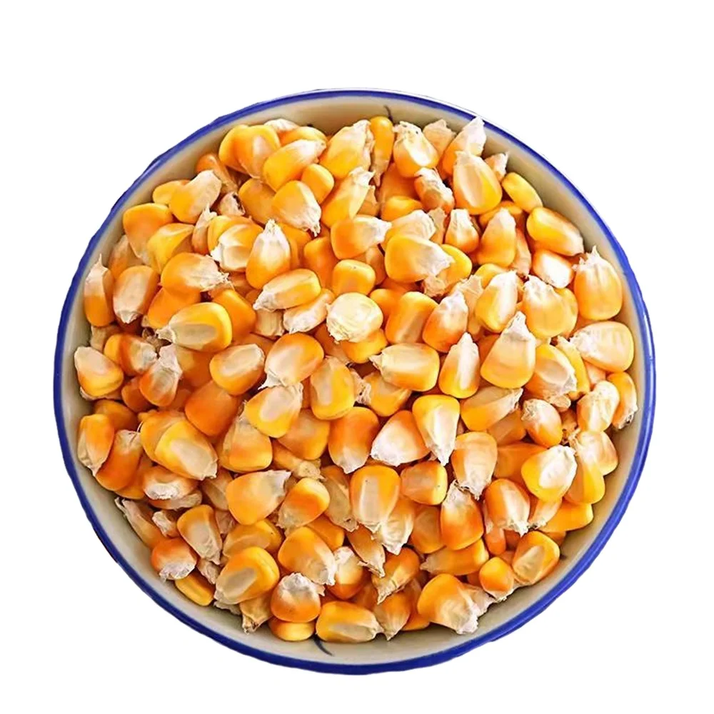 Dry Yellow Corn for Animal Feed Wholesale Yellow Corn Animal Feed