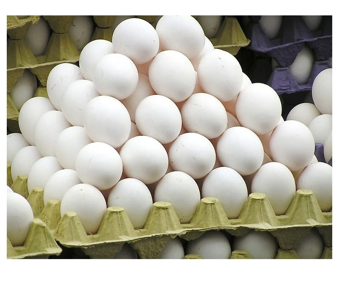 egg.jpg