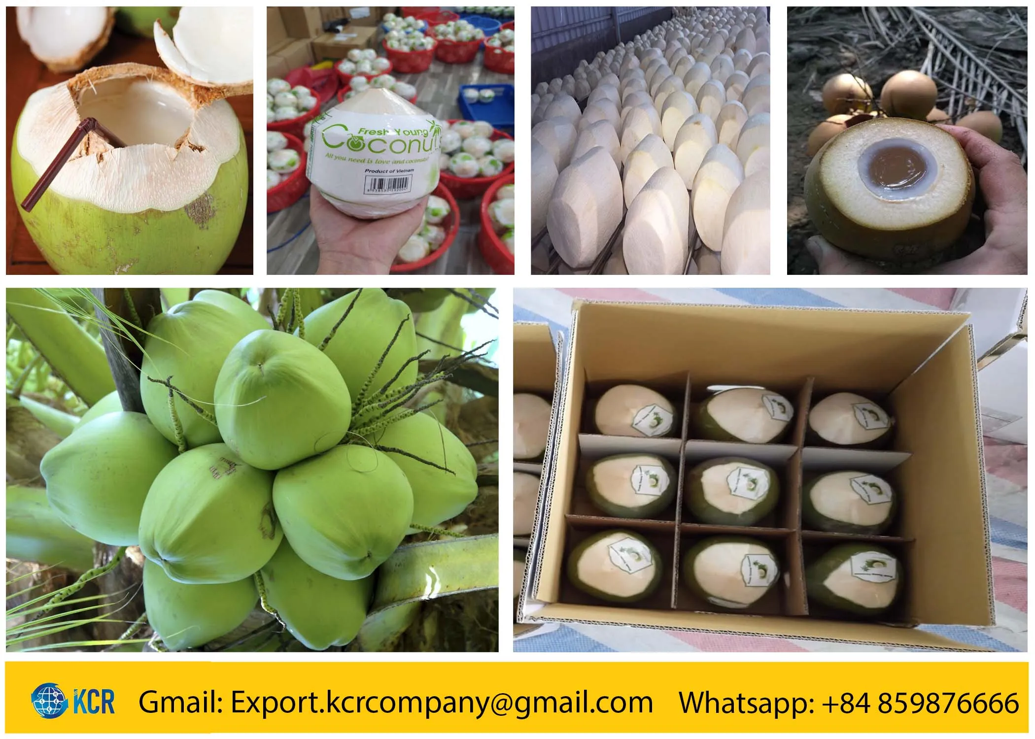 Fresh Coconut: From Shell To Bowl - kswha64