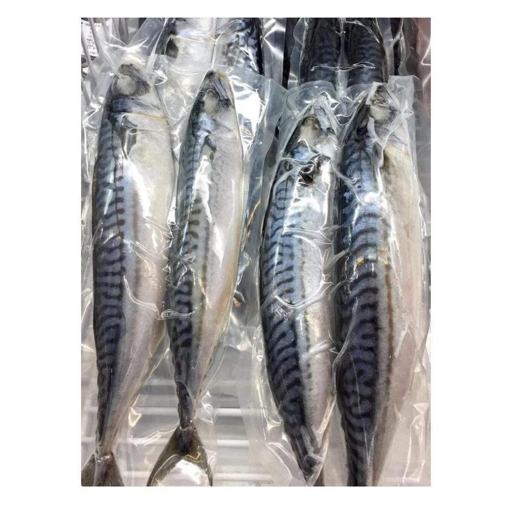 Frozen Whole Round Mackerel Fish Manufacturer Frozen Pacific Mackerel For Sale Wholesale Buy