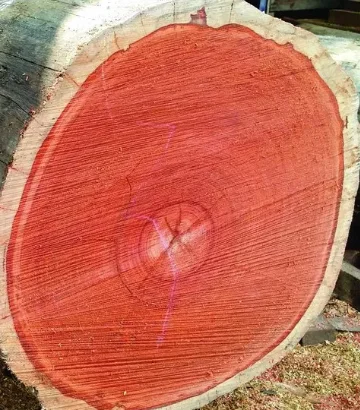 Padauk Logs with No Defects  Padauk Logs for Shipbuilding  Padauk Logs for Construction Beams