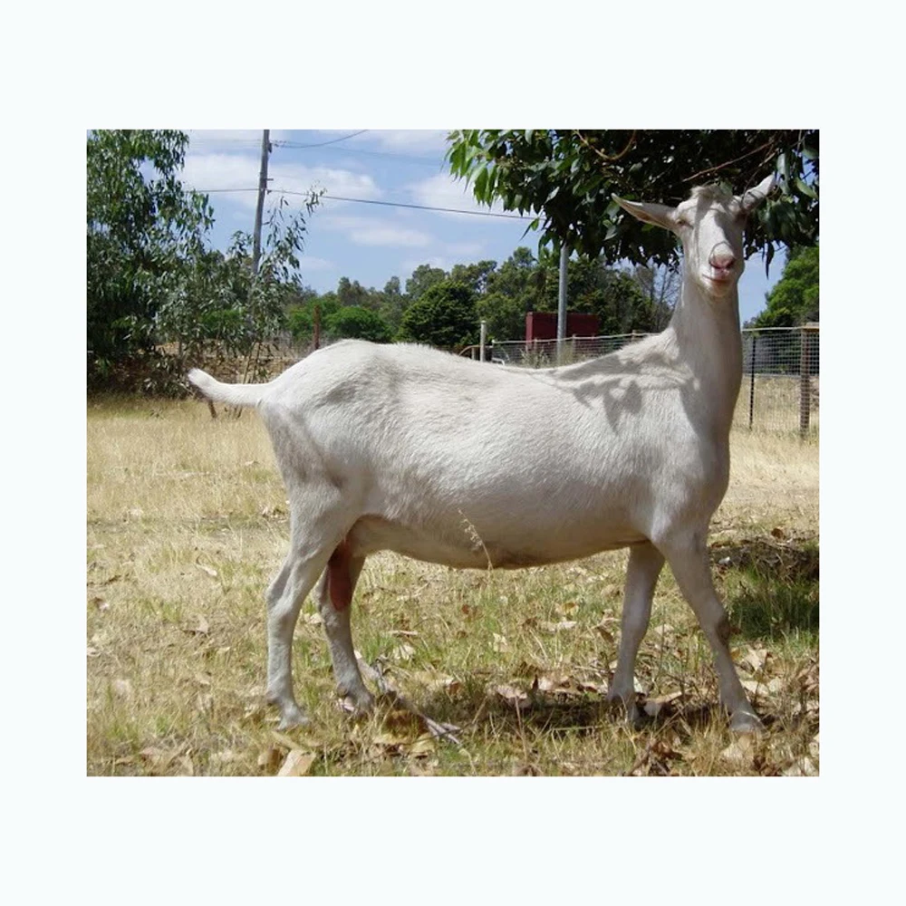 High Quality Boer Goats / Saanen Goats / Anglonubian Goats Buy High