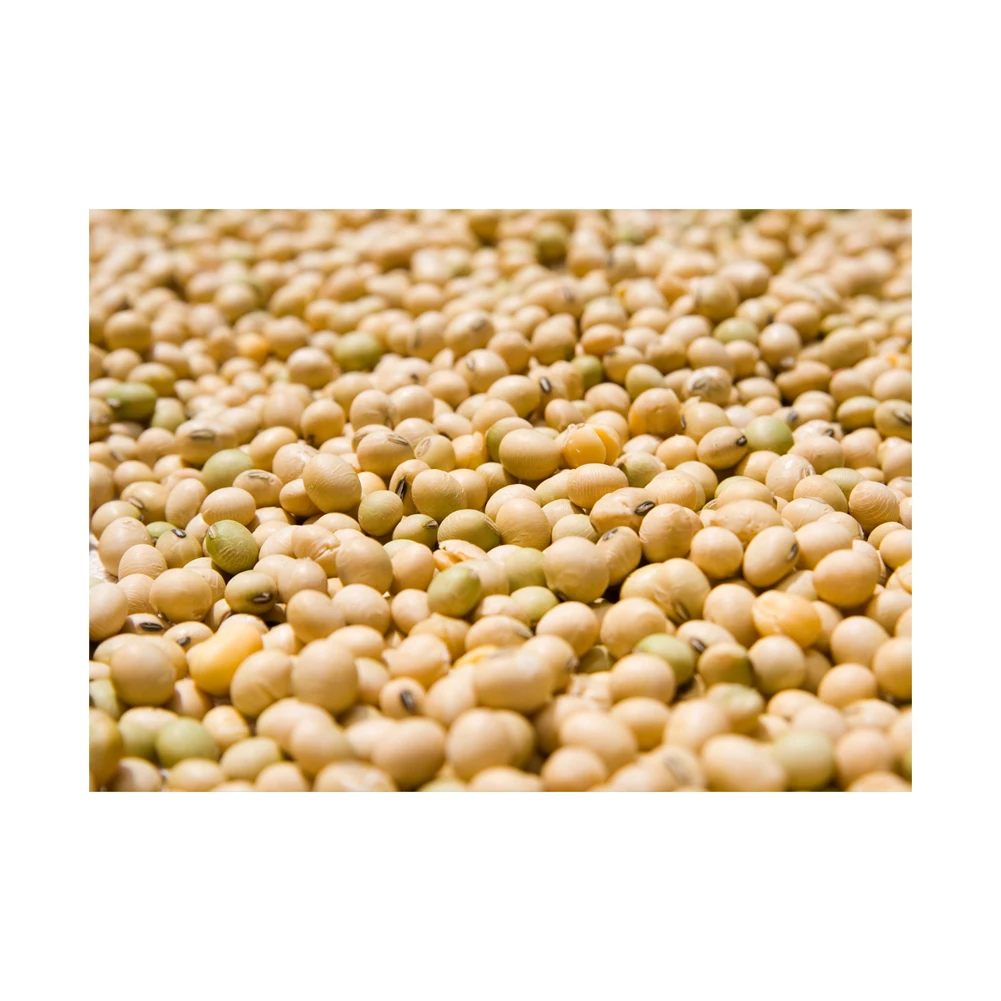 Gmo Soybeans / Soya Beans Soy Bean Seeds And Soya Bean Seeds Buy High